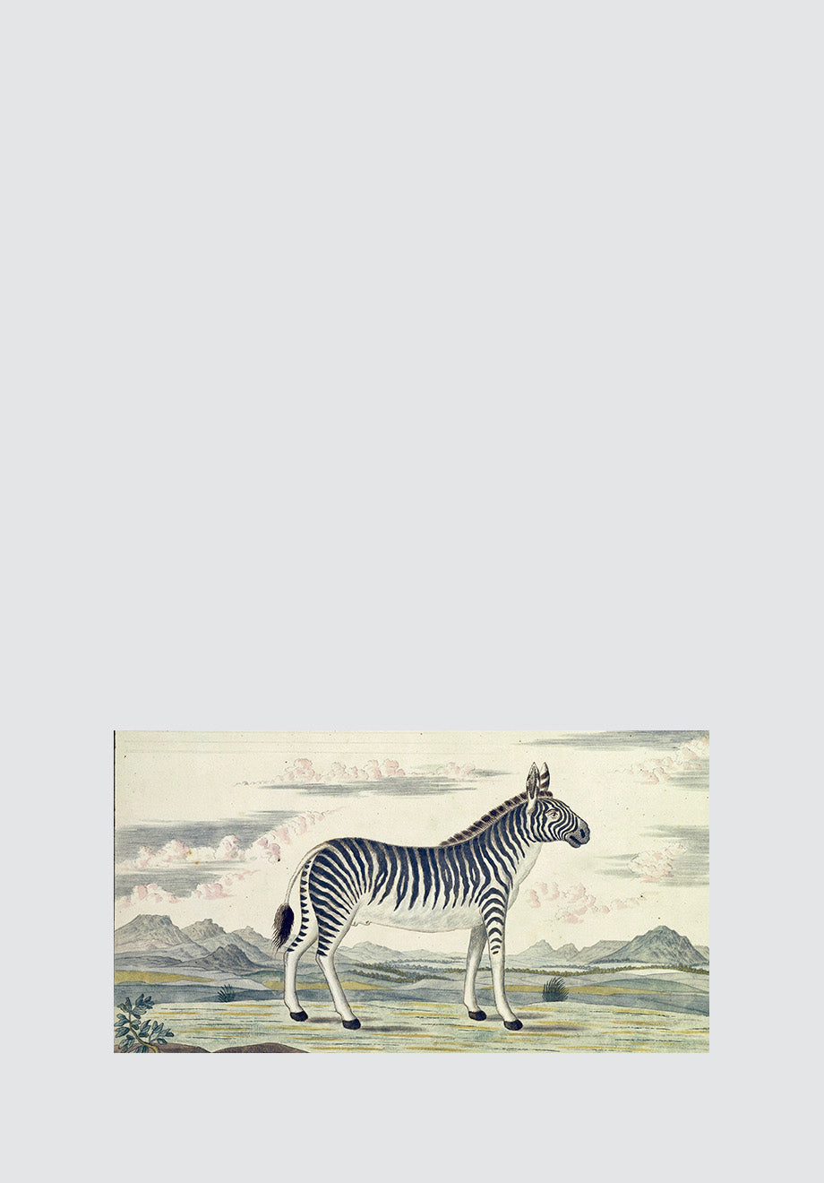 Cape Mountain Zebra Print