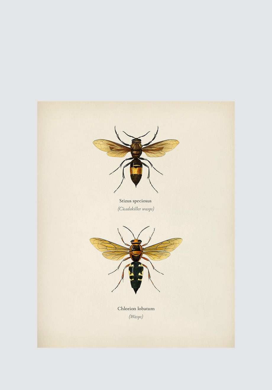 Winged Insects 6 Print