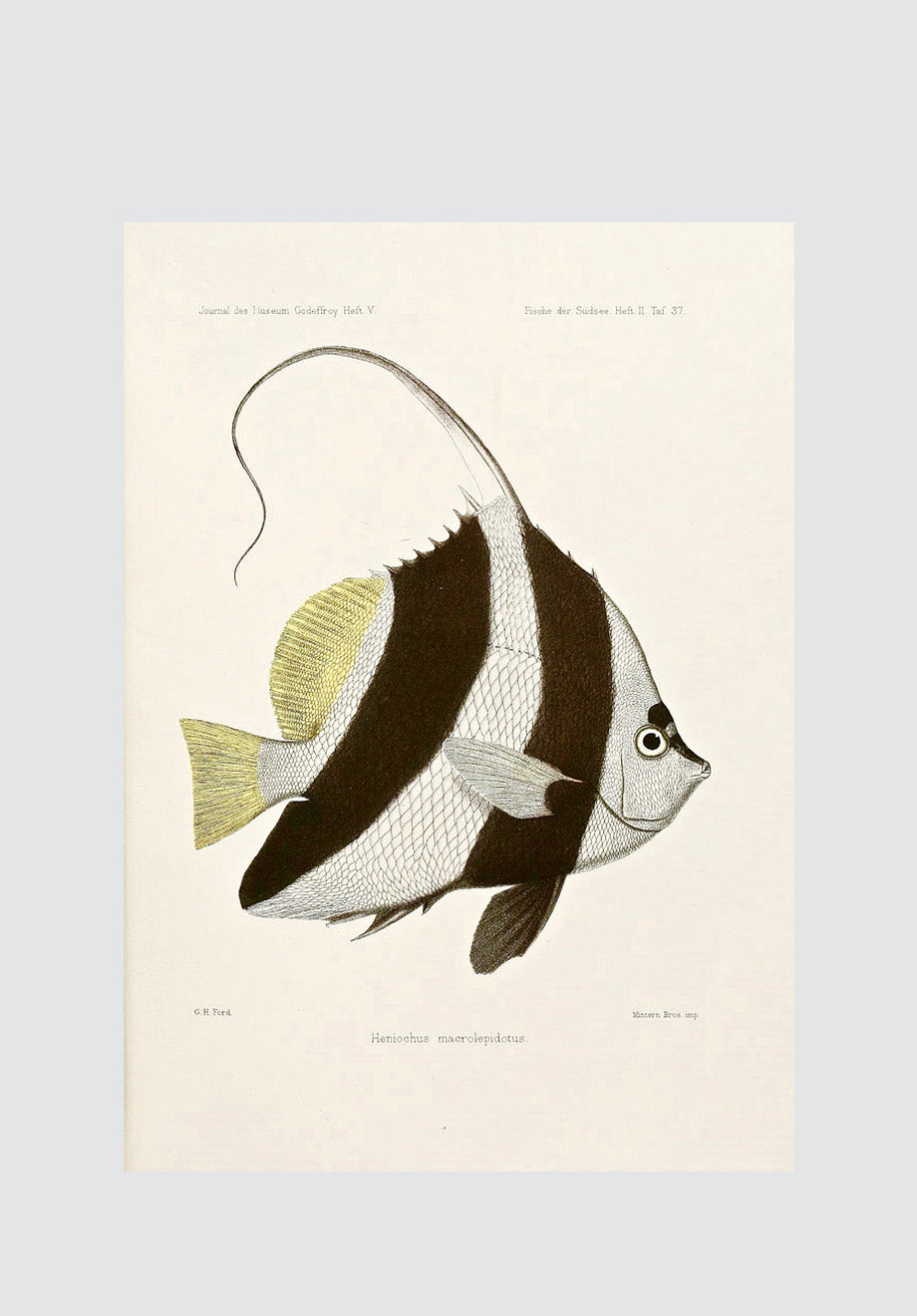 Vintage Tropical Fish 1 Print