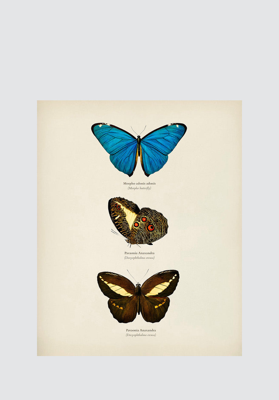 Moths & Butterflies 10 Print