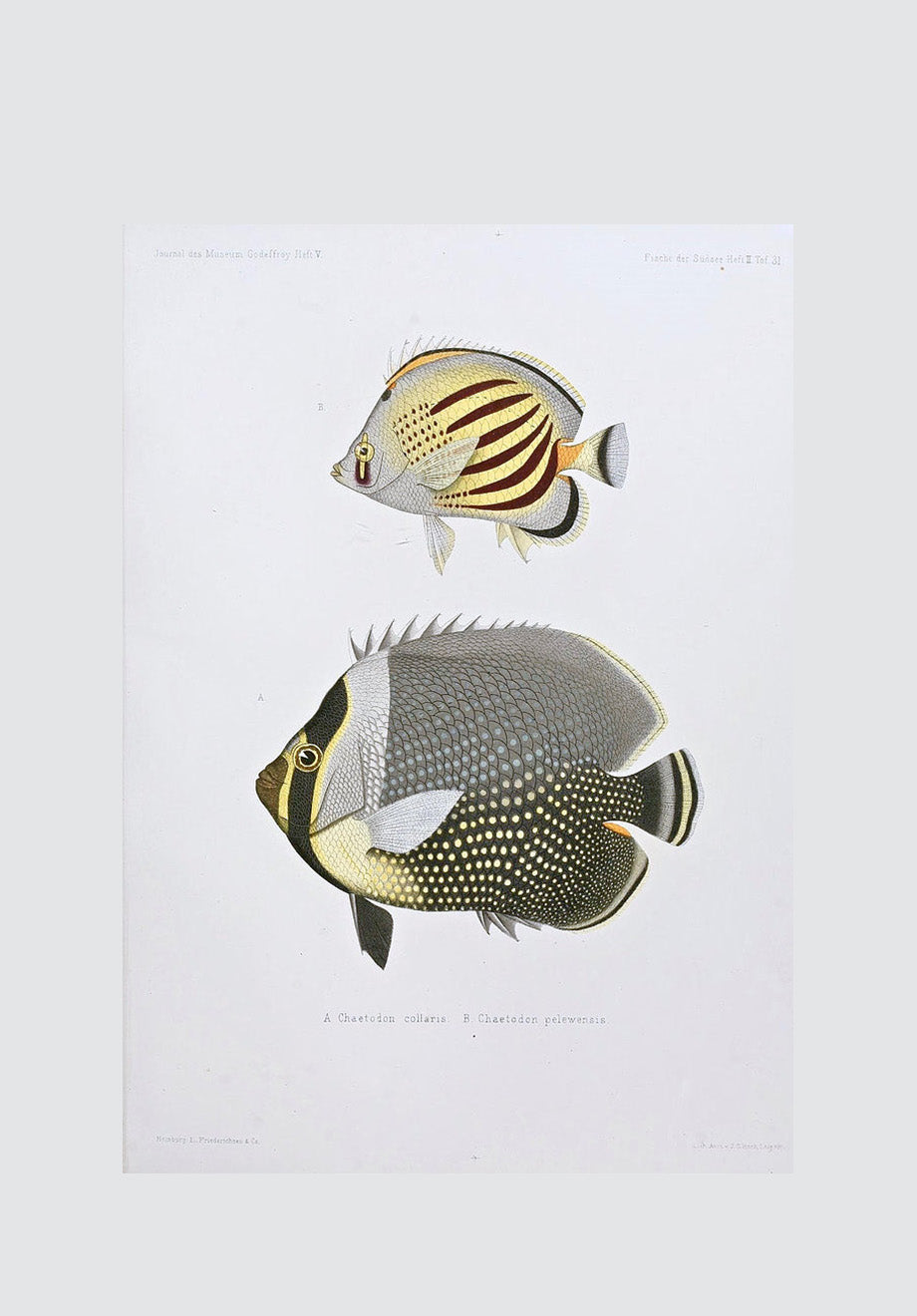 Vintage Tropical Fish 8 Print