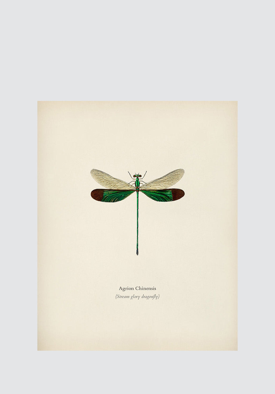 Winged Insects 2 Print