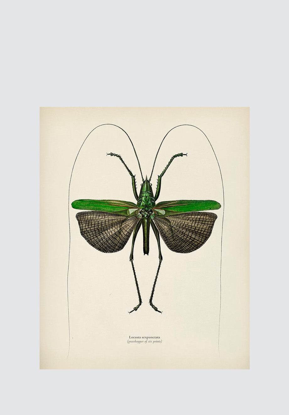 Winged Insects 14 Print
