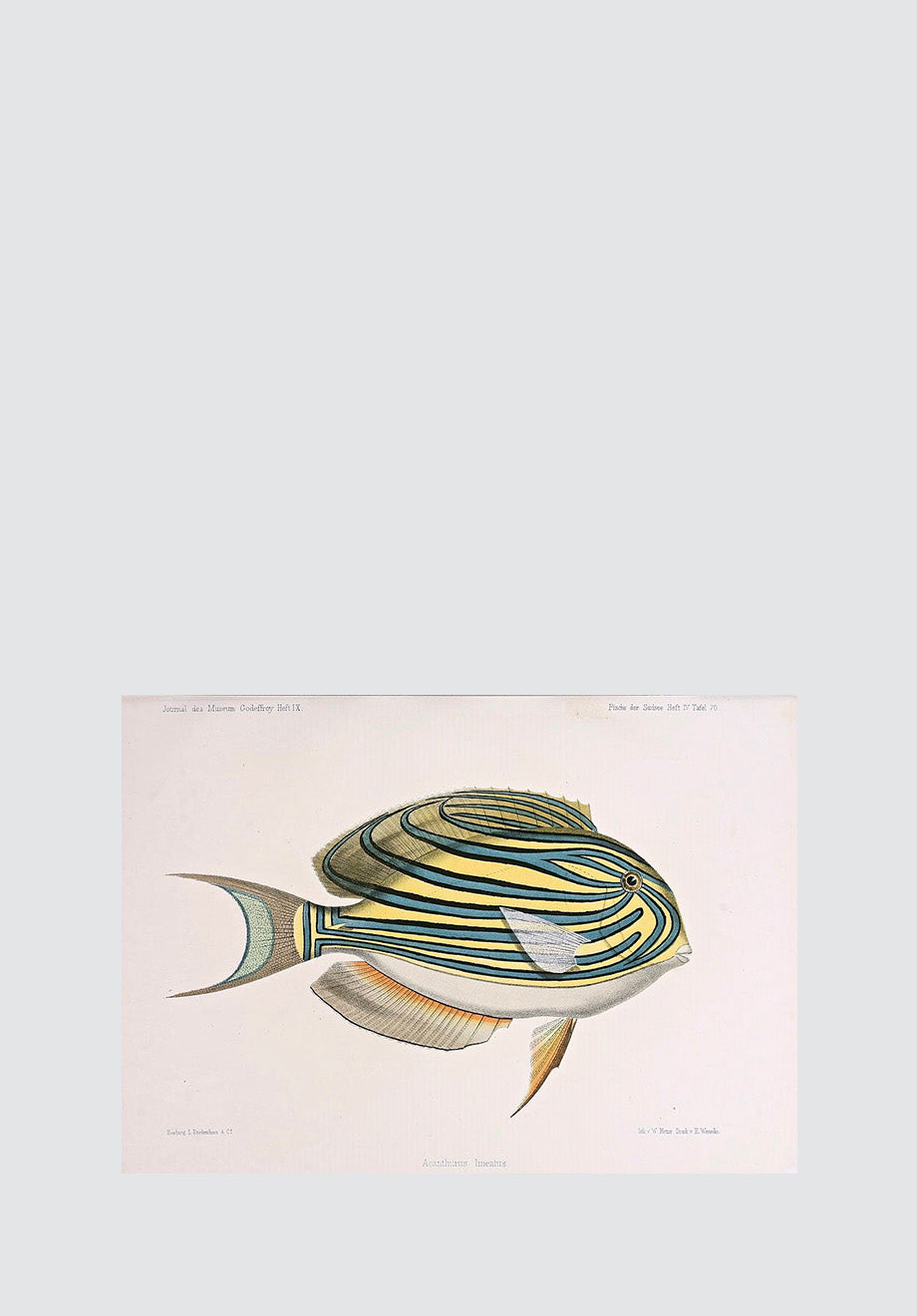 Vintage Tropical Fish 14 Print