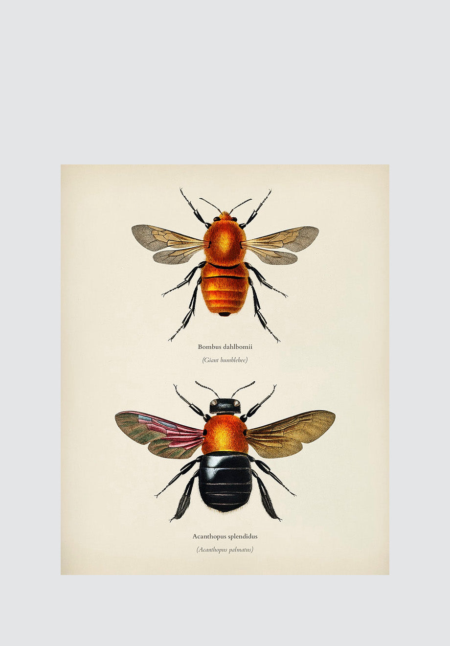 Winged Insects 10 Print