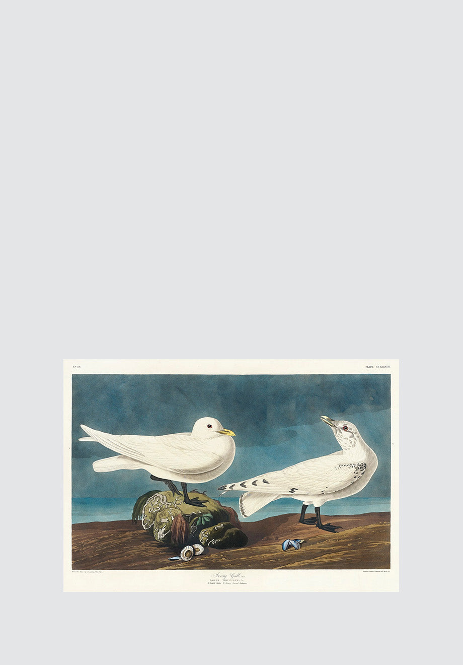 Ivory Gull Print