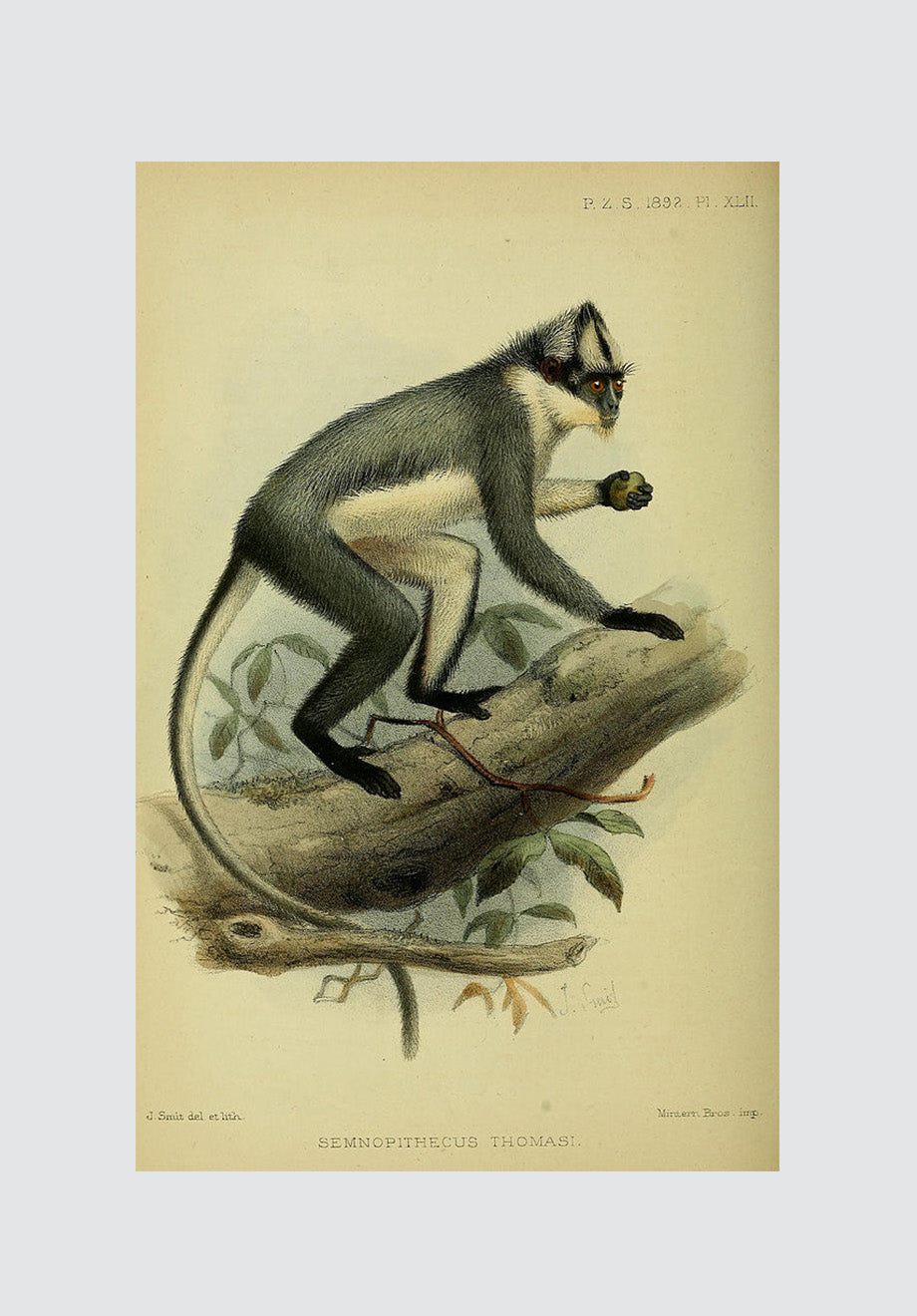 Vintage Monkey 1 Print