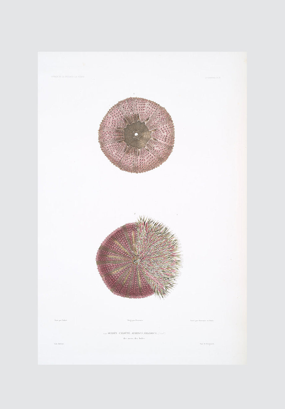 Sea Urchin Plate 1 Print