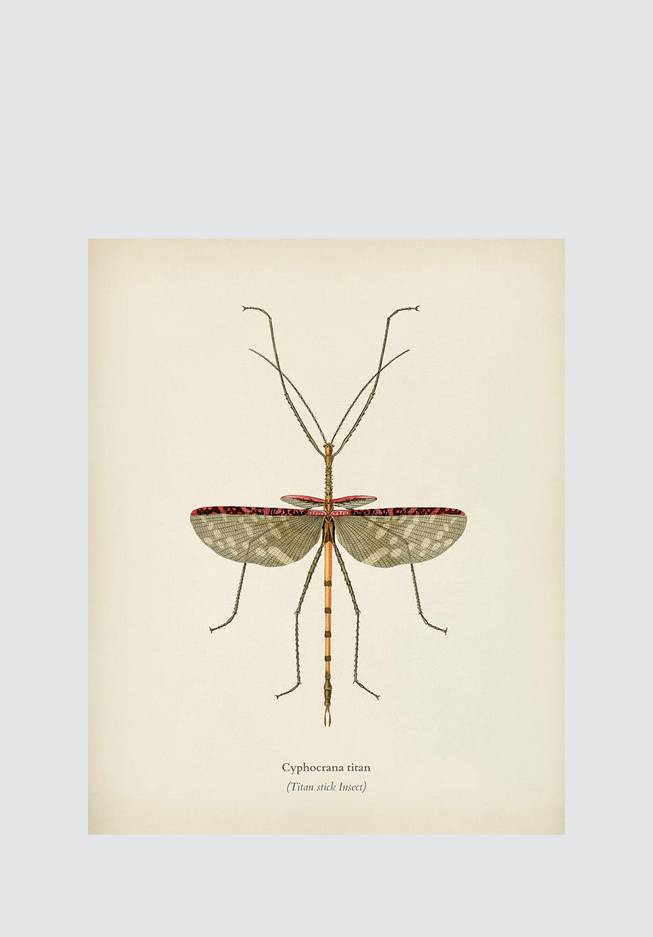 Winged Insects 13 Print