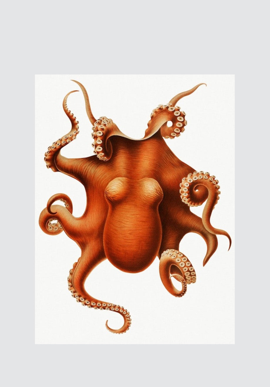 Levis Octopus Print
