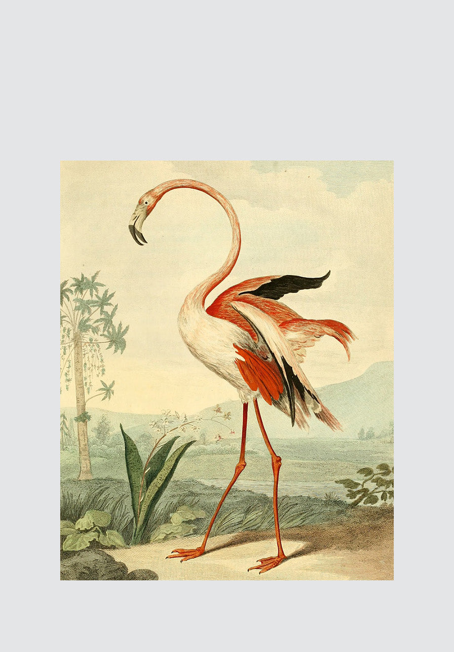 Vintage Flamingo Print