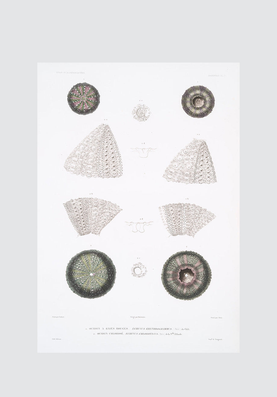 Sea Urchin Plate 4 Print