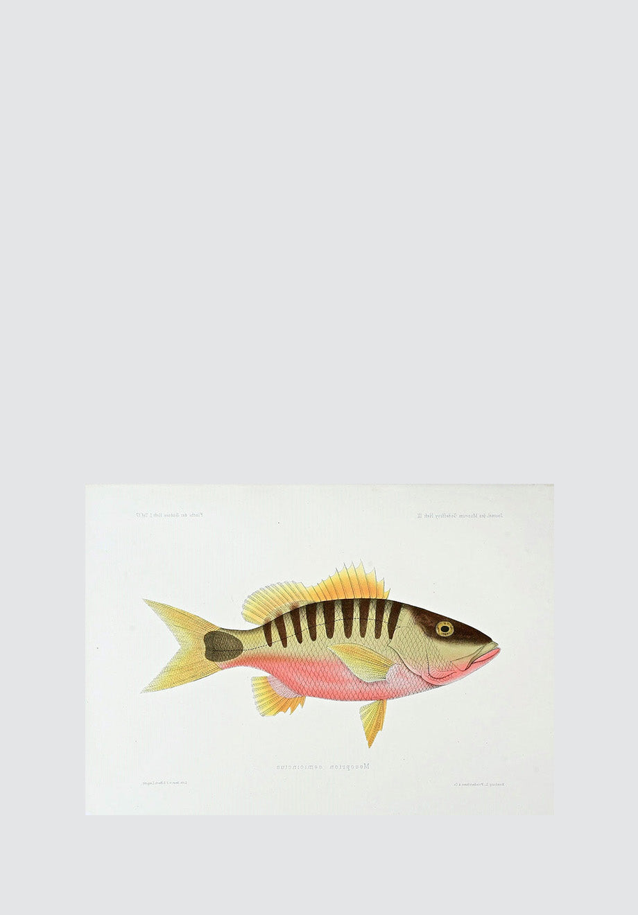 Vintage Tropical Fish 17 Print