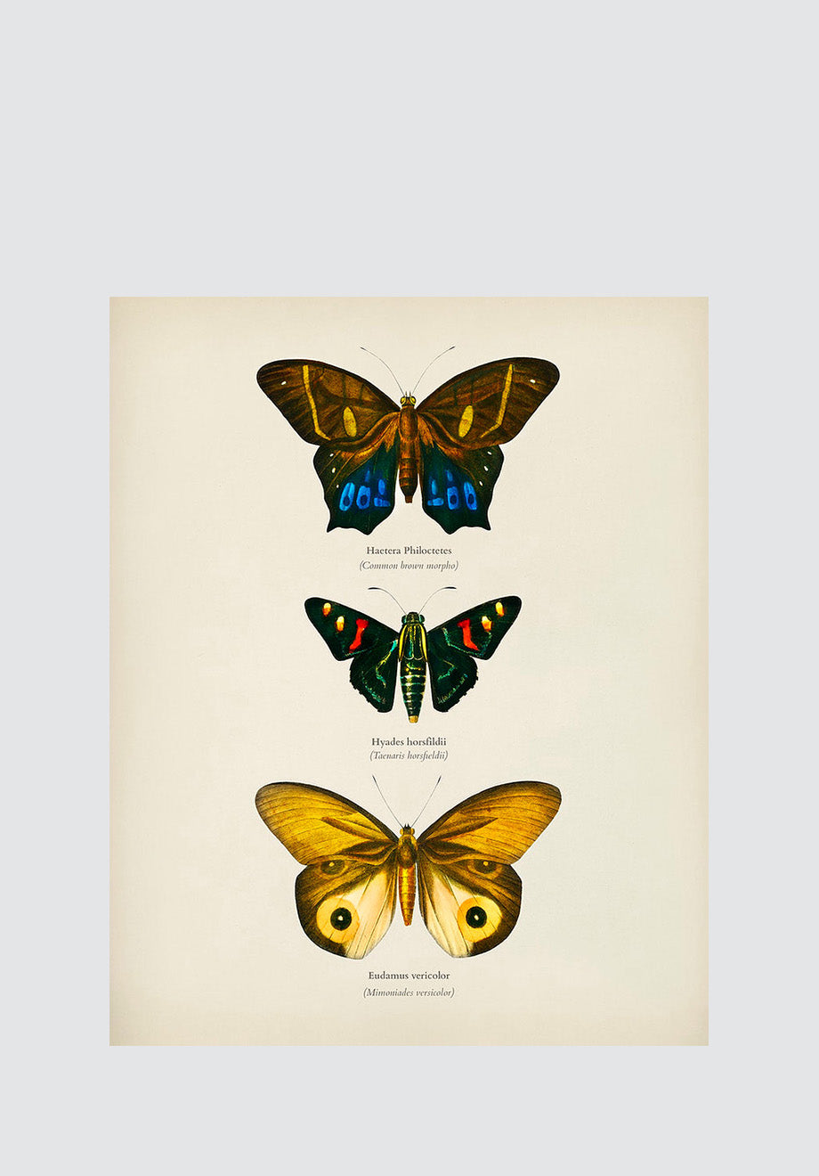 Moths & Butterflies 4 Print