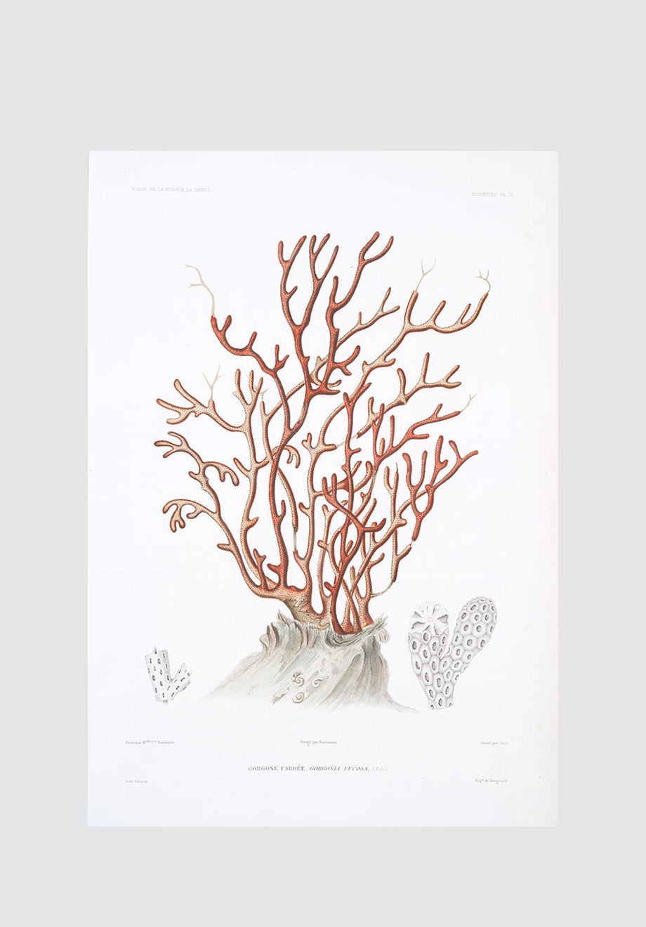 Coral Plate 3 Print