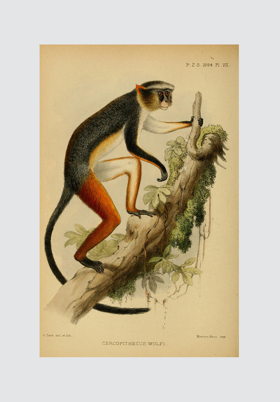 Vintage Monkey 3 Print
